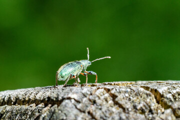 Iridescent Green Beetle on Weathered Tree Stump – Close-Up Macro Insect Photography with Vibrant Natural Green Background for Educational or Editorial Use