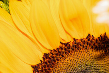 part of a beautiful sunflower flower