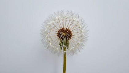 a dandelion seed head with its characteristic white wisps, set against a simple gray background that provides no additional context or distr