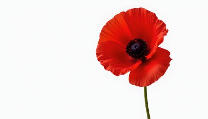 a single red poppy in full bloom against a neutral background.