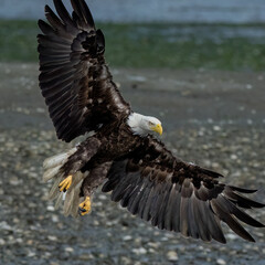 american bald eagle