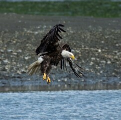 eagle in flight