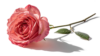 A single pink rose lying on its side with a stem and a few leaves against a black background vreated with genrated ai