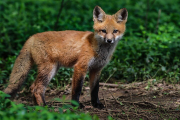 red fox vulpes