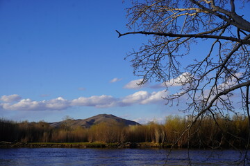 trees on the lake