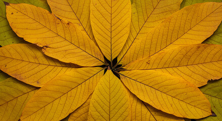 Artistic composition of autumn leaves arranged in a starburst pattern with natural textures