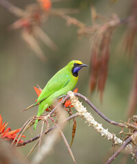colorful golden fronted leafbird perched on blooming red flower.golden-fronted leafbird is a species of leafbird. It is found from the Indian subcontinent and south-western China, to south-east Asia.