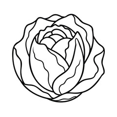 Cabbage with handdrawn thick outlines on a vegetable food
