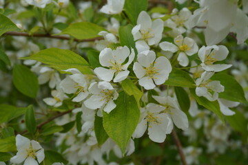 apple tree flowers