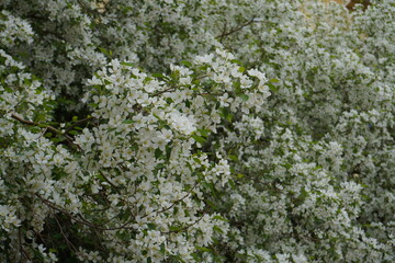 apple tree flowers
