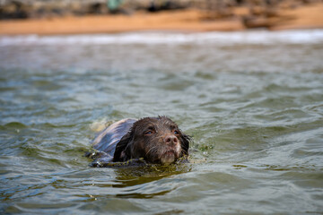 English Springer Spaniel enjoying swimming in the clear sea water of Redpoint Beach, Scotland.