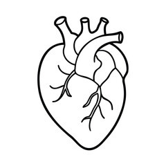 Outline a human heart with arteries veins on a anatomy medical