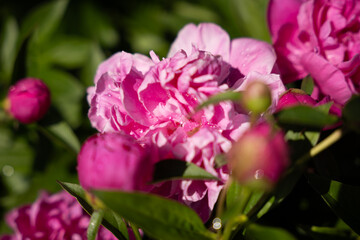 Lush garden scene featuring vibrant pink peonies blooming amidst rich green foliage, showcasing natural beauty and sunlight