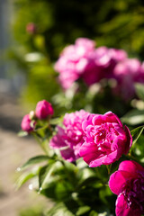 Beautiful pink peonies are blooming in a vibrant garden, surrounded by greenery and bathed in soft sunlight, showcasing nature's beauty