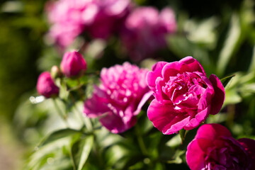 Beautiful pink peonies are blooming in a vibrant garden, surrounded by lush greenery and illuminated by soft sunlight