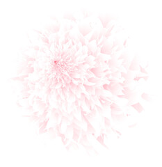 Soft pastel pink abstract chrysanthemum flower on white background in high-resolution. Perfect for use in beauty product packaging, wedding invitation design, feminine branding, floral textile pattern