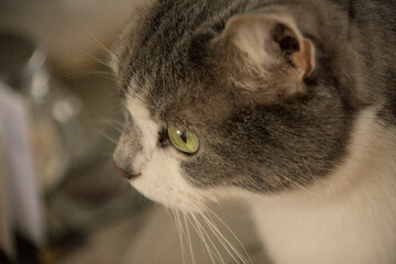 A Scottish fold with straight ears