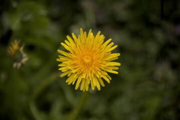 yellow dandelion flower