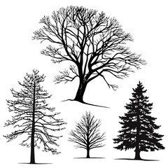 Obraz premium Bare and evergreen tree silhouettes bare tree pine tree