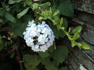 white flowers in a garden