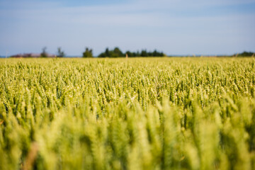 Expansive wheat field stretches under a bright blue sky, highlighting the lush green crops and...