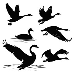 Black silhouettes of ducks and swans in flight and water