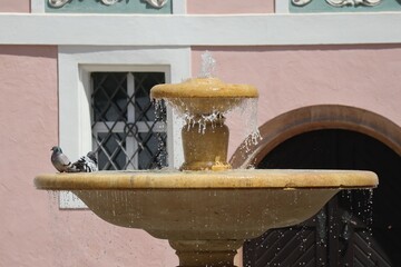 Pigeons in the Fountain