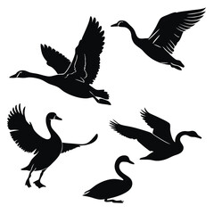 Black silhouettes of swans and geese in flight and standing