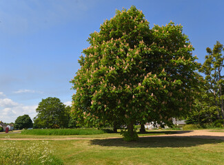 Flowering Chestnut tree in park land blue sky