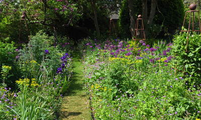 Very Colourful garden border with obelisks  Alliums and Irises 