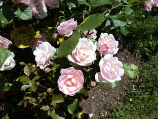 bouquet of pink roses