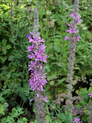 purple flowers in the garden