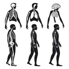 Human anatomy internal organ and skeletal system silhouettes