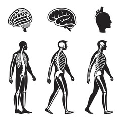Human anatomy skeletal system brain and lungs skeleton