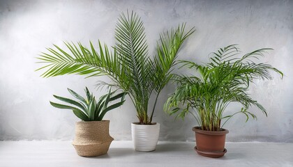 Fototapeta premium vase and interior plants pots on the white background house plants in different pots on the background of a gray concrete wall sansevieria succulents hamedorea or areca palm