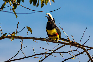 Fototapeta premium Black-necked Aracari (Pteroglossus aracari) perched on tree branch eating some small nuts.