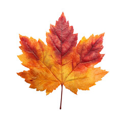 Obraz premium Vibrant Autumn Maple Leaf Displaying Shades of Red, Orange, and Yellow on a White Background