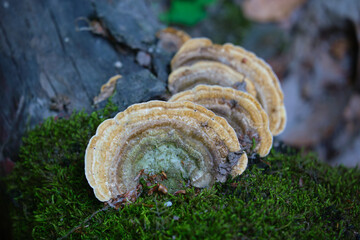 Trametes versicolor group of wood fungi (Coriolus versicolor, Polyporus versicolor, turkey tail). A picturesque wood fungus in its natural habitat, near green moss and dark dead wood