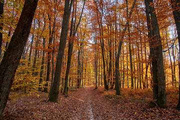 An evening in the fall woods. The dirt road is hidden under a layer of dry, fallen, beech leaves.