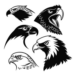 Majestic raptor heads black and white eagle hawk