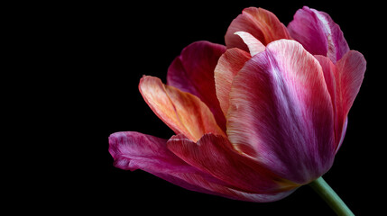Close-Up of a Single Tulip with Green Stem

