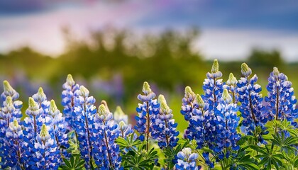 texas bluebonnet lupinus texensis flowers blooming in springtime selective focus