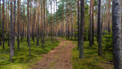 coniferous forest fir trees pine view landscape