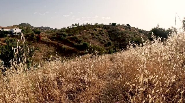 Camino Mozarabe de Santiago - hills in a summer landscape between Junta de los Caminos and Almogia, M&aacute;laga, Andalusia, Spain