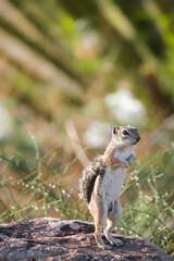 Obraz premium Harris's Antelope squirrel Ground squirrel in the park on a rock