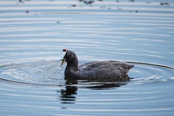 Red-knobbed Coot (Fulica cristata) with food in its beak in a wetland.