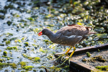 Common moorhen (Gallinula chloropus) with food in its beak in a wetland.