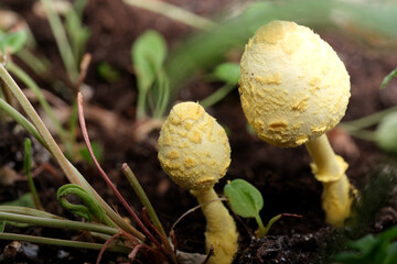Small yellow mushrooms rise from dark, wet soil in a garden