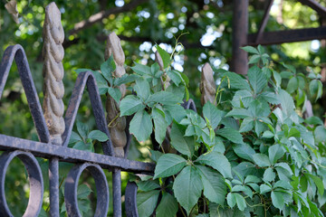 Lush green vines gracefully climb an ornate fence under soft sunlight