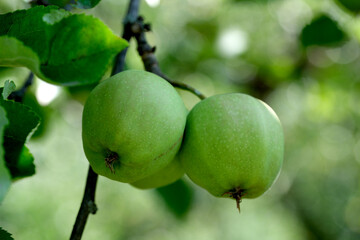 Fresh green apples growing on a branch in a sunlit orchard
